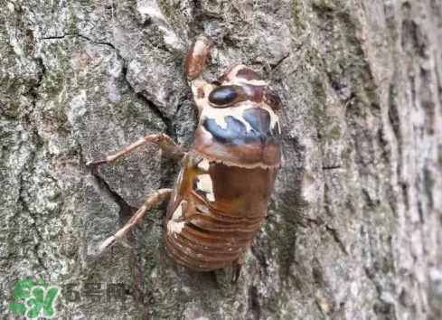 入伏還有知了猴嗎？入伏后還有知了猴嗎？