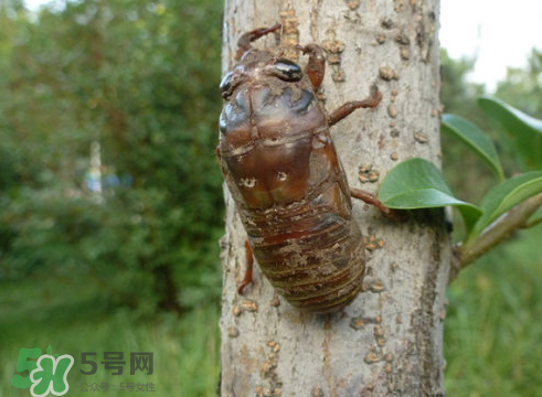 入伏還有知了猴嗎？入伏后還有知了猴嗎？