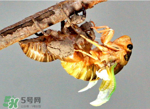 知了猴什么時(shí)候出來(lái)？知了猴幾月份出來(lái)？