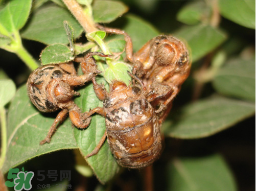 知了猴什么時(shí)候出來(lái)？知了猴幾月份出來(lái)？