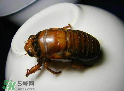 知了猴什么時(shí)候出來(lái)？知了猴幾月份出來(lái)？