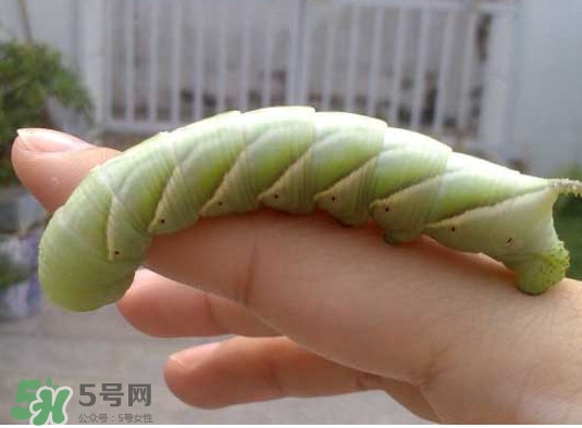 豆丹是什么？豆丹多少錢一斤？