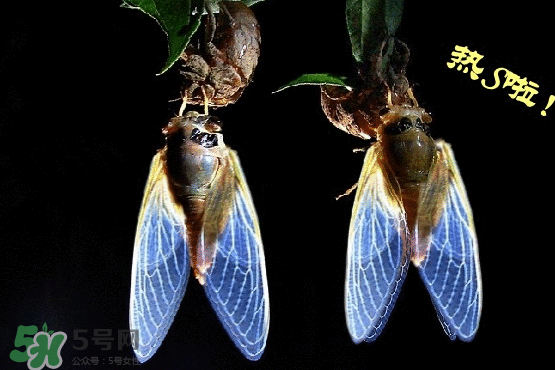 知了變黑了還能吃嗎？知了猴為什么會變黑？