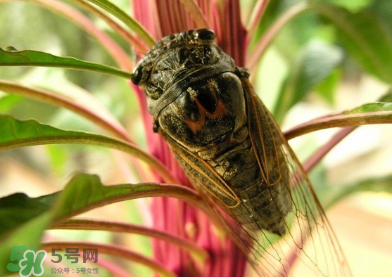 知了變黑了還能吃嗎？知了猴為什么會變黑？