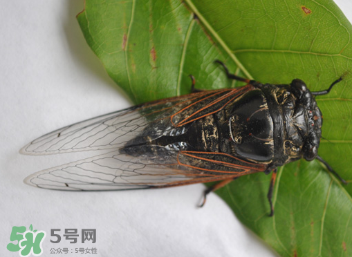 知了怎么保存不發(fā)黑？知了猴變黑了怎么辦？