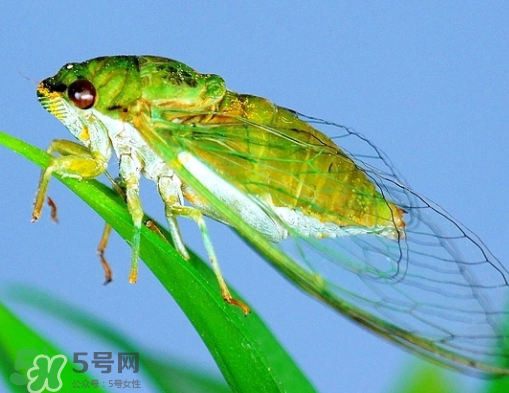 知了怎么保存不發(fā)黑？知了猴變黑了怎么辦？