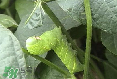 豆丹如何宰殺??？豆丹可以室內養(yǎng)殖嗎？