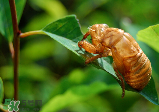 知了殼多少錢一斤？知了殼多少錢一斤2017？
