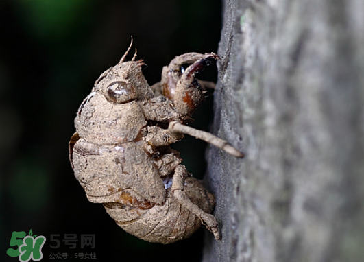 知了殼多少錢一斤？知了殼多少錢一斤2017？