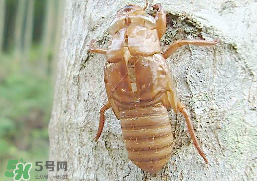 知了殼多少錢一斤？知了殼多少錢一斤2017？