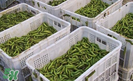 豆丹怎么吃？吃豆丹有什么好處