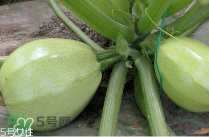 茭瓜可以生吃嗎？茭瓜怎么做好吃