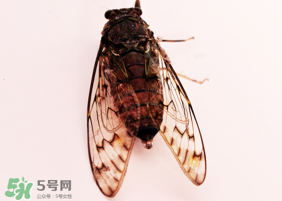 知了多少錢一斤？知了多少錢一斤2017？