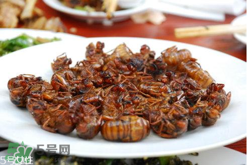 油炸知了猴有毒嗎？油炸知了猴的等與砒霜