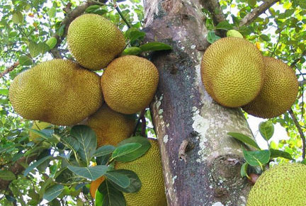 木菠蘿是熱性的嗎？木菠蘿是熱性還是涼性