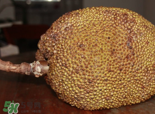 木菠蘿買來怎么吃？木菠蘿吃多了會怎樣？