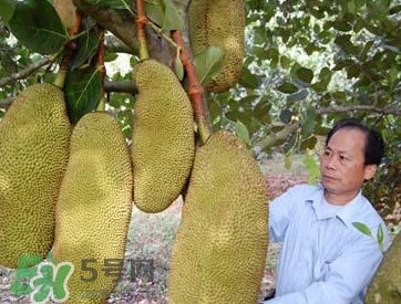 木菠蘿怎樣才算熟？木菠蘿怎么切？