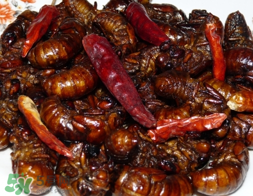 知了猴多少錢一個？油炸知了猴多少錢一盤？