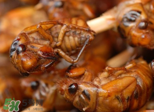 知了猴多少錢一個？油炸知了猴多少錢一盤？