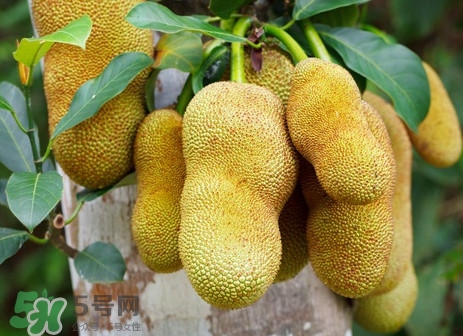 木菠蘿是菠蘿蜜嗎？木菠蘿是榴蓮嗎