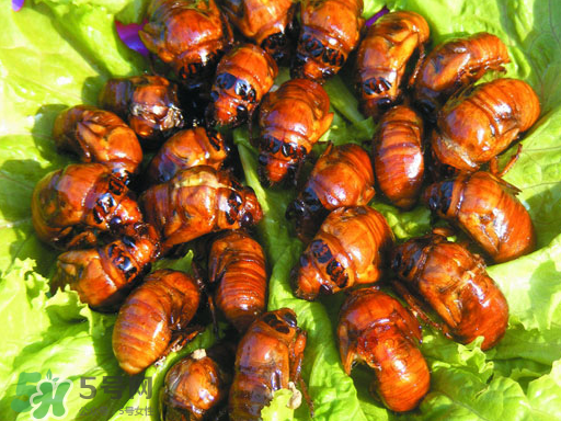 知了猴怎么吃？知了猴什么人不能吃？