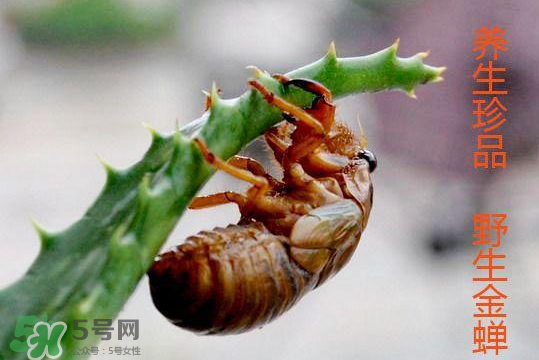 知了吃什么？知了吃什么食物？