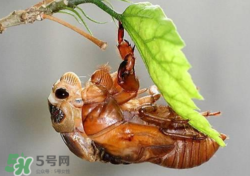 知了猴可以人工養(yǎng)殖嗎？知了猴怎么養(yǎng)殖？