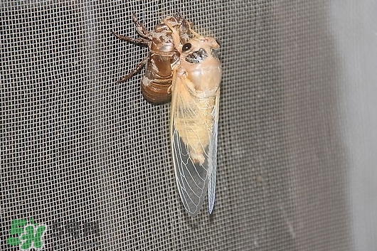 活金蟬怎么保存？活金蟬怎么保存時間長？