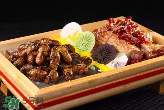 活金蟬怎么保存？活金蟬怎么保存時間長？