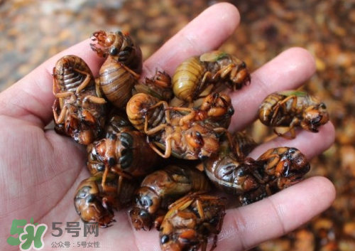 金蟬多少錢一斤？金蟬多少錢一斤2017？