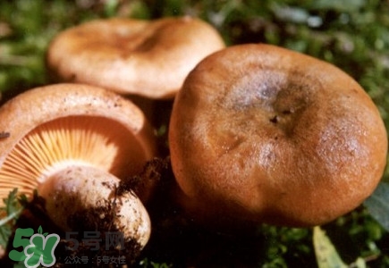 重陽菌怎么做好吃？吃重陽菌有什么好處