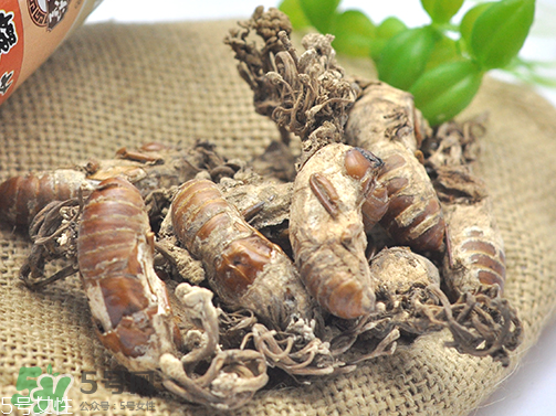 金蟬花多少錢一斤？2017金蟬花價(jià)格