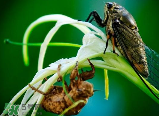 金蟬什么時候出來？金蟬什么時候出土？