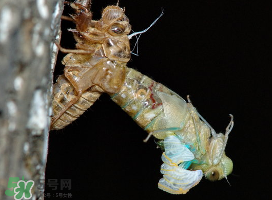 金蟬什么時候出來？金蟬什么時候出土？