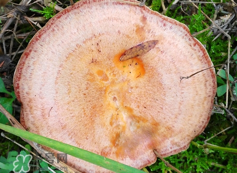 樅樹菌幾月才有？樅樹菌什么時(shí)候才有