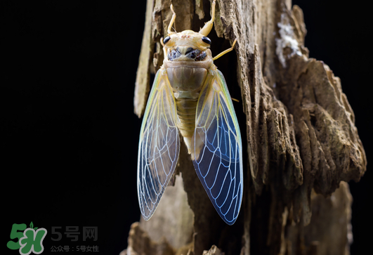 知了猴怎么保存？知了猴怎么保存死不了？