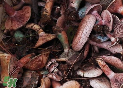 樅樹菌有毒嗎？樅樹菌怎么做好吃？