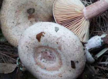 樅樹菌不能與什么同食？樅樹菌不能和什么一起吃