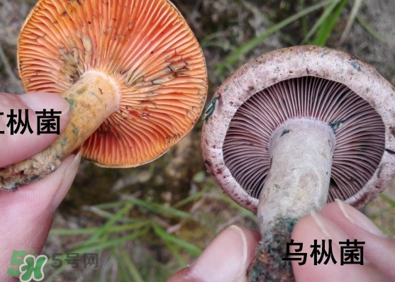 樅樹菌怎樣保存至冬季？樅樹菌能和榨菜一起吃嗎