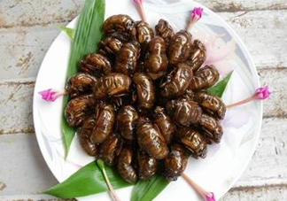 知了猴可以和雞蛋一起吃嗎？知了和雞蛋可以一起吃嗎？