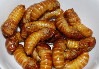 油炸知了猴有毒嗎？油炸知了猴的等與砒霜