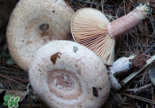 重陽菌可以種植嗎？重陽菌為什么不能人工種植？