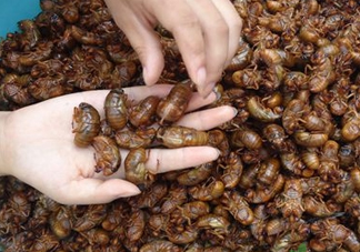 知了怎么洗干凈？知了猴怎么清洗？