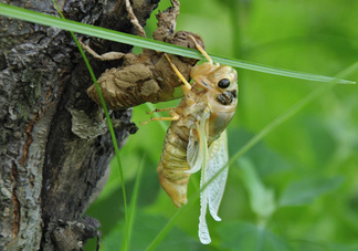 金蟬什么時(shí)候出來？金蟬什么時(shí)候出土？