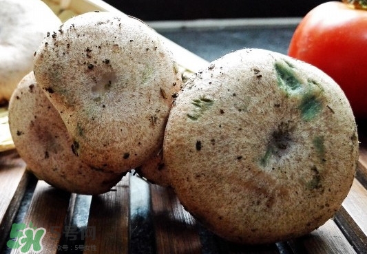 樅樹菌可以人工種植嗎？怎么鑒別樅樹菌是否有毒