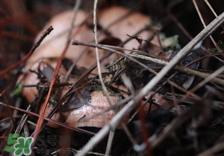 重陽菌孕婦可以吃嗎？重陽菌怎樣保存才新鮮