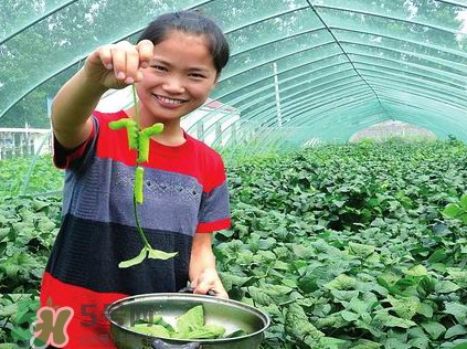 豆丹是什么？豆丹多少錢一斤？