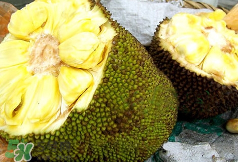 木菠蘿怎樣才算熟？木菠蘿怎么切？