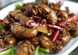 知了不能和什么一起吃？知了猴不能和什么同吃？