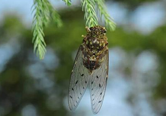 知了變黑了還能吃嗎？知了猴為什么會(huì)變黑？